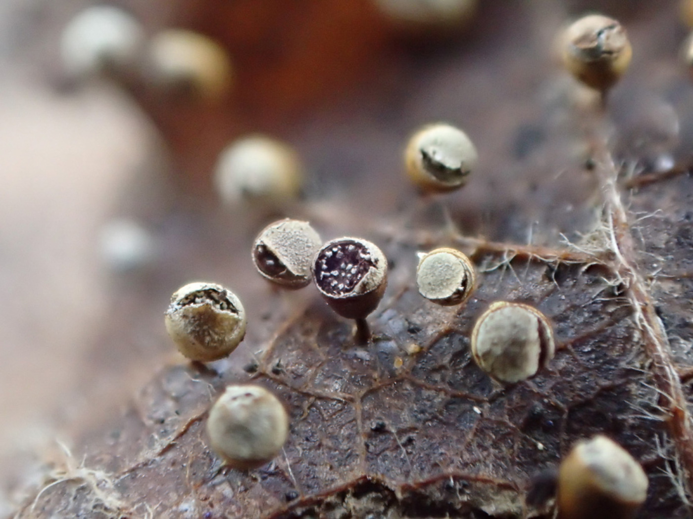 Photo © Sarah Ebdon Craterium minutum by Sarah Ebdon